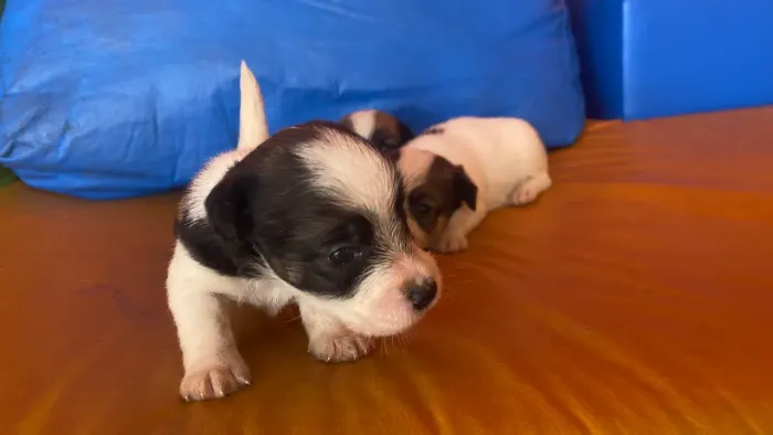 Filhotes Jack Russell Terrier 