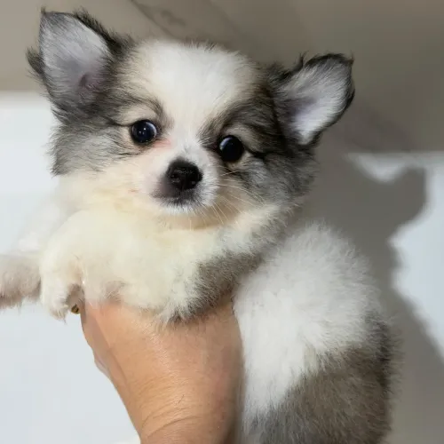 Chihuahua. Um menino tricolor de pelinhos longo. Irresistível!
