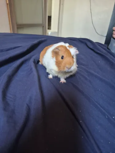 Porquinho da india