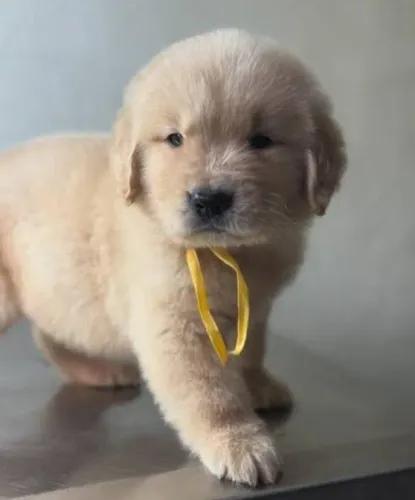 Golden Retriever Filhotes Alto Padrão Racial.