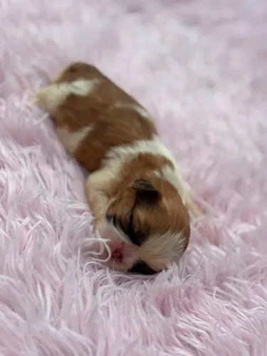Shihtzu micro fêmea disponível 
