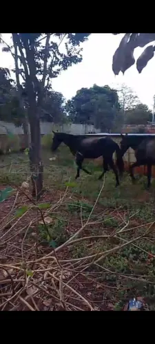 Égua e poutra filha top