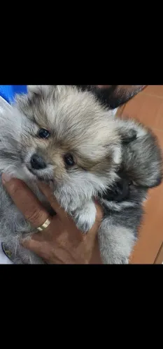 Lulu da Pomerânia spitz alemã