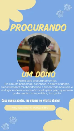 Frajola precisa de um lar 