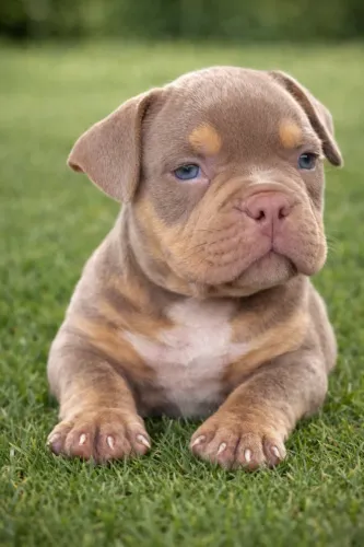 American Bully