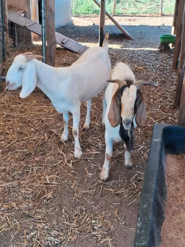 Cabra e bode reprodutor Boer