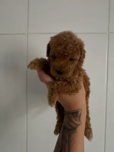 Poodle Toy ( vendas filhotes* )