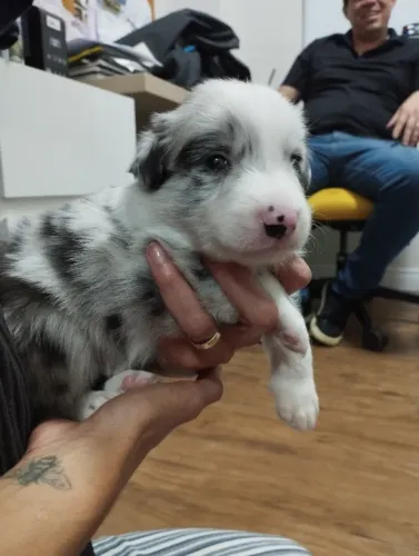 Filhote Border Collie