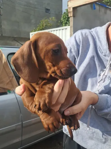 Dachshund salsicha