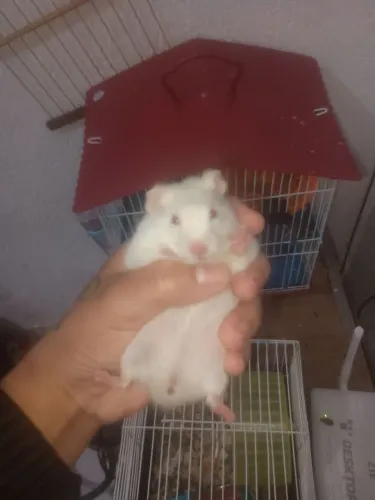 Venda ou troca para ramister
