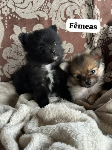 Spitz alemão/lulu da pomerania