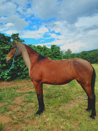 Egua mangalarga marchador 