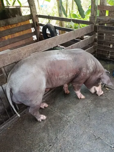 Vendo Porco