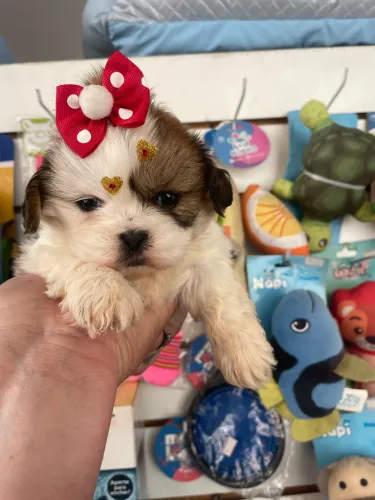 Shih tzu fêmea na cor tricolor $2.200,00