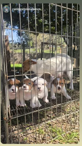 Jackrussel terrier filhotes com pedegre cbkc