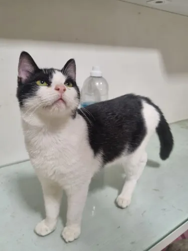 Gatinha para adoção