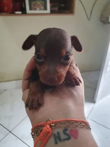 Filhote de Pinscher n°2 nao cresse muito
