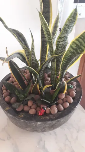 Vendo linda Bacia em cimento já com plantas formadas