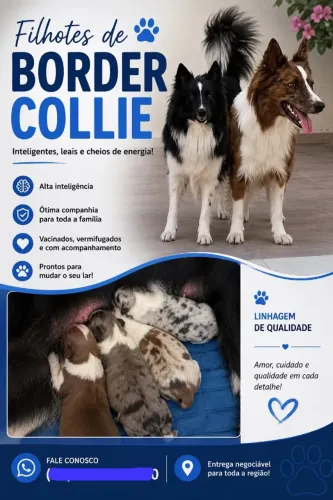 lindos border collie pet  ninhada premium border colie