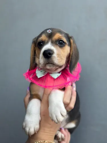 Beagles bem lindona
