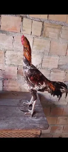 Galo canela branca