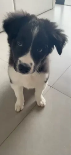 Filhote Border Collie fêmea