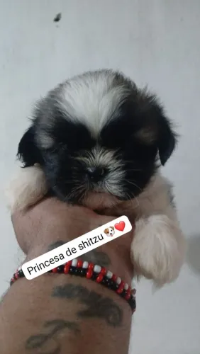 Filhotes lindos de shitzu ?
