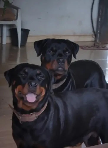 Vende-se filhotes de Rottweiler