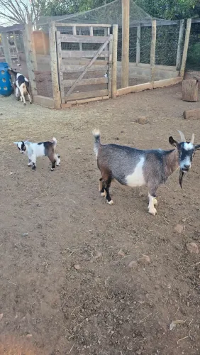 Mini bode / mini cabra