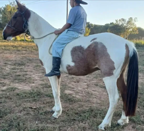 Tobiano castrado 2 anos, e gatiado castrado