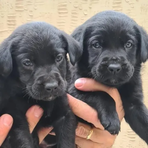 Labrador perfeito para suporte