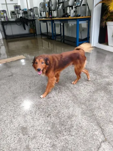 Cachorro