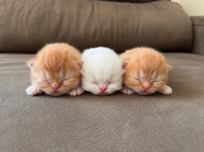 Gato Persa