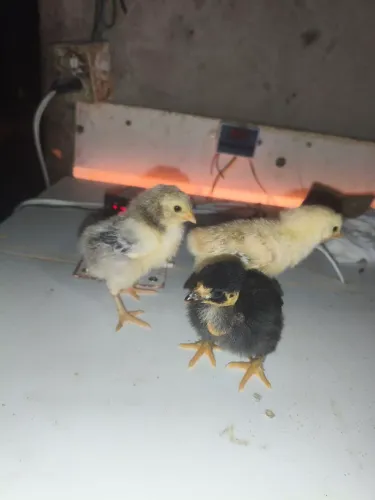 Pintinhos caipira 