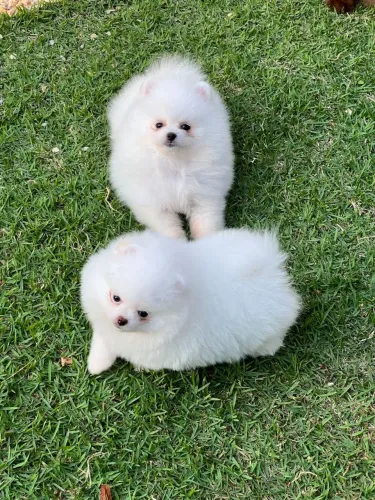 Lulu Da Pomerania Anão, Branco Neve