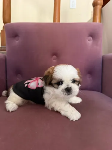Filhote de Shihtzu mãe com pedigree