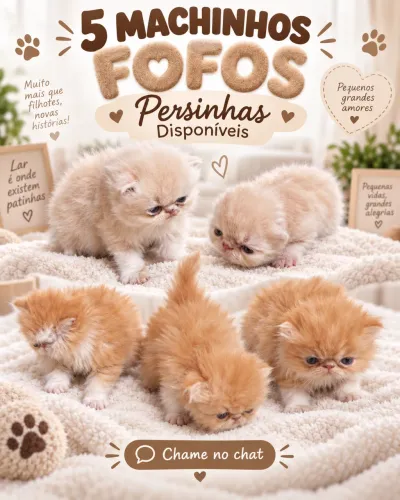 Persas fofinhos