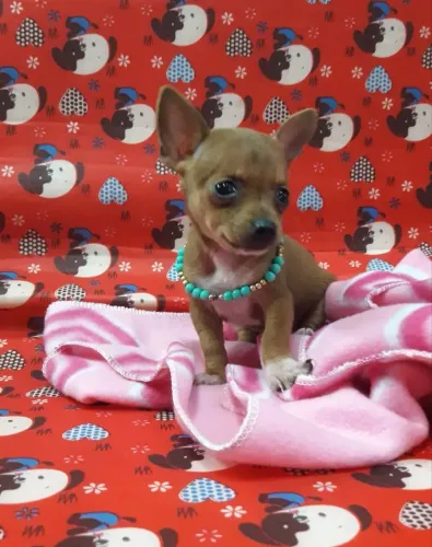Pinscher com vermifugo 80 dias