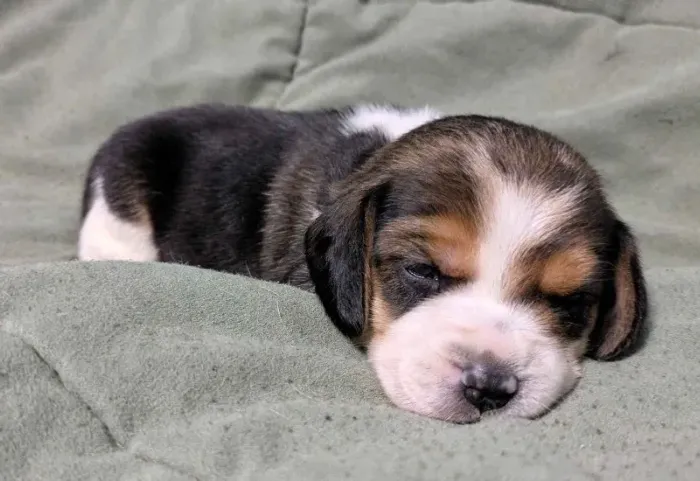 Filhotes de Beagle | Pequenos cheios de pureza!