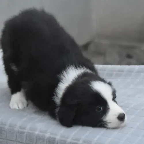 Filhotes de Border Collie | Um filhote para fazer parte da sua história.