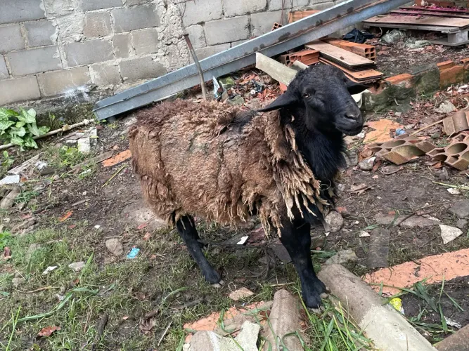 Vendo Carneiro de Raça