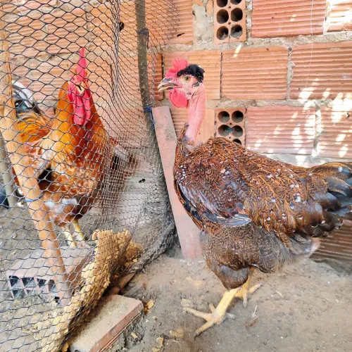 Galinha balão sergipano ( matriz)