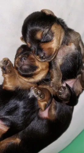 Pinscher zero disponível