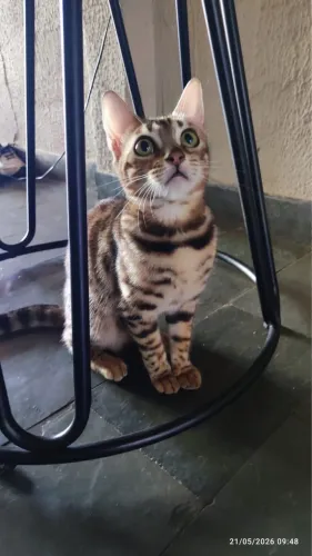 Gata bengal 