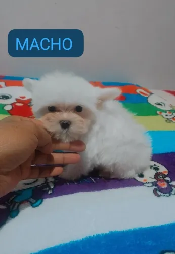 Filhote de maltês macho