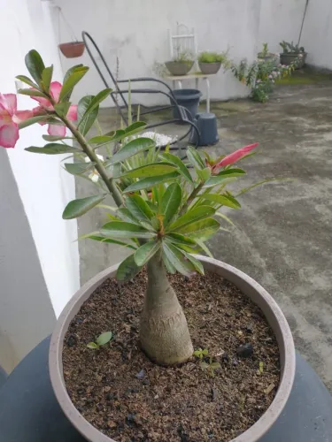 Rosas do Deserto