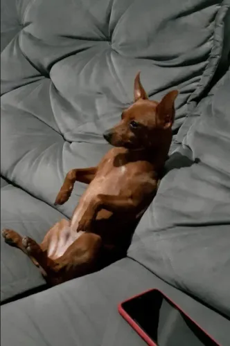 VENDO UM PINSCHER NÚMERO 1 MUITO BRINCALHÃO