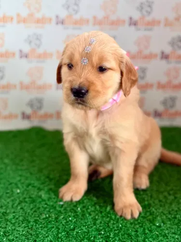 Golden Retriever Fêmea 