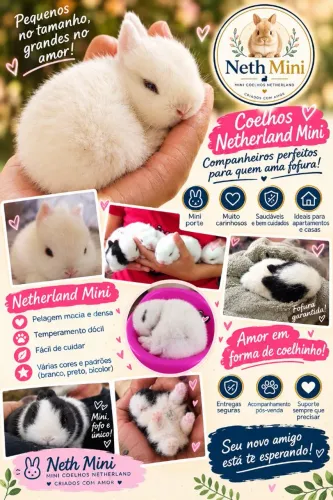 Coelhos Netherlands mini