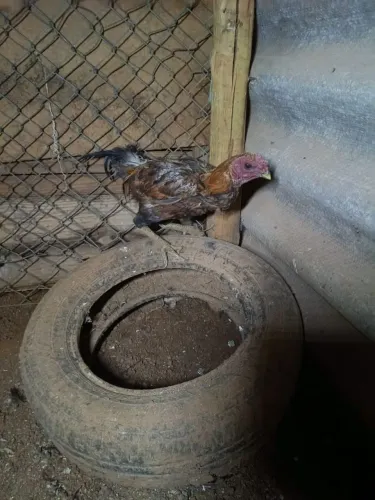 Casal galo e galinha indio tuso boliviano 